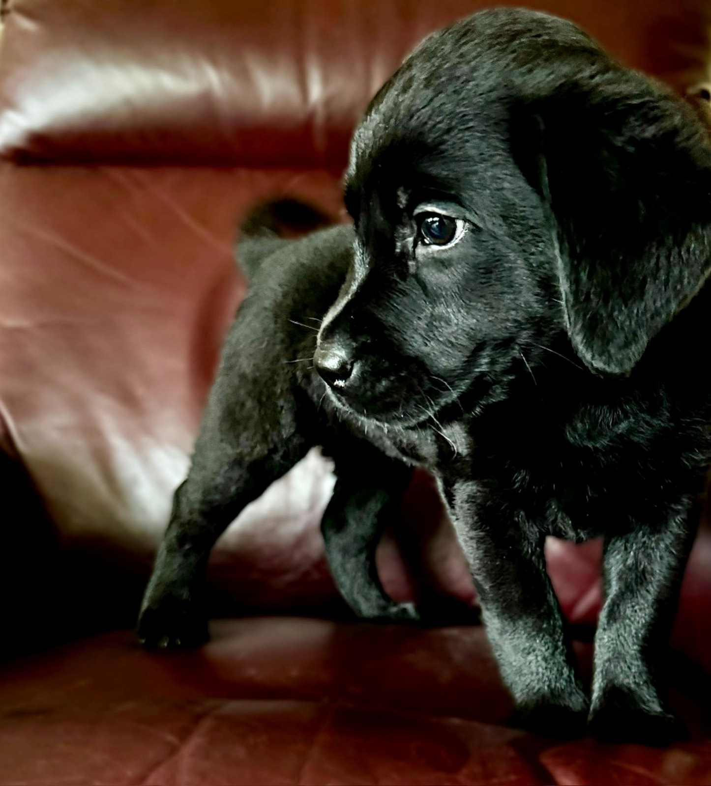 Ember, our resident black Labrador