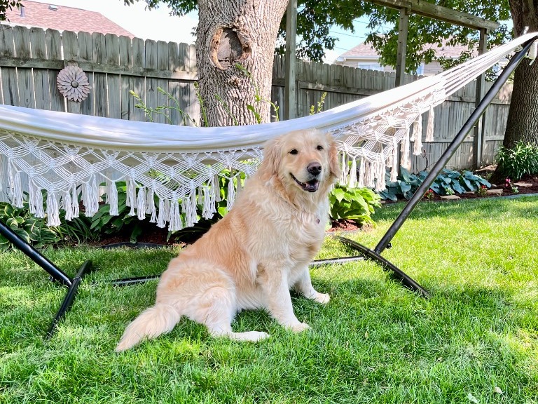 Ellie, our golden retriever, sitting in the backyard beside the hammock